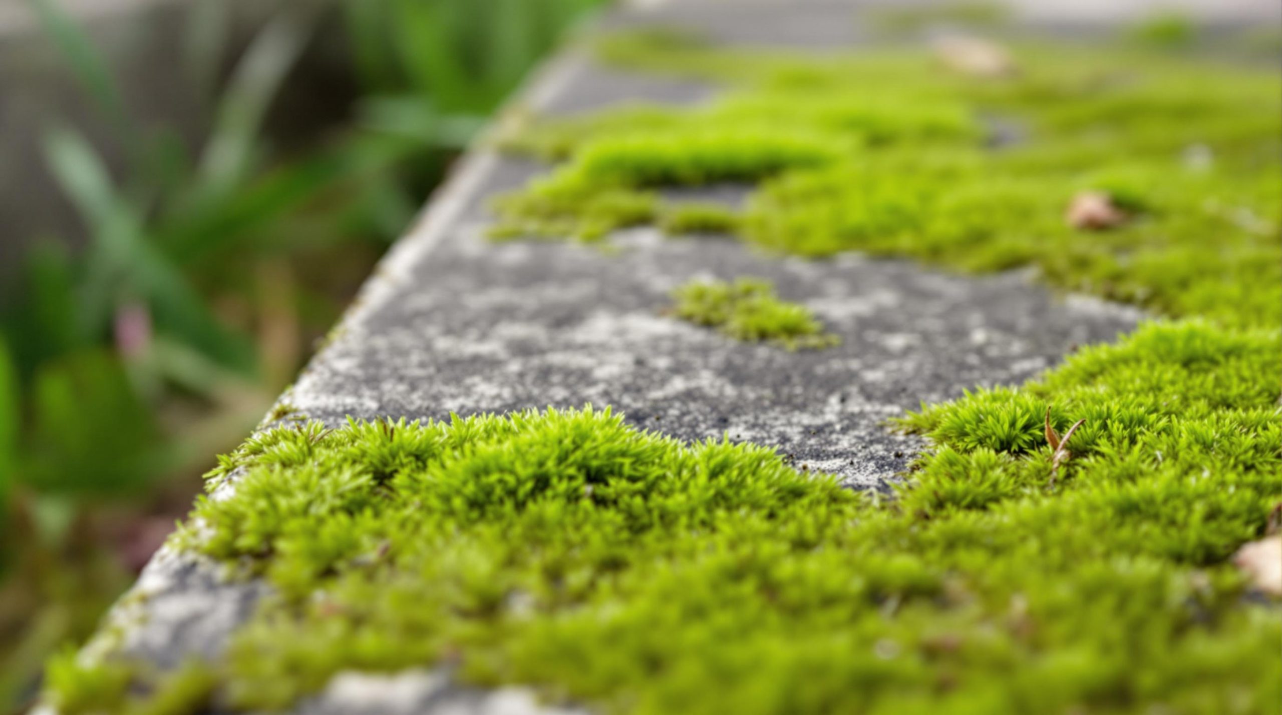 Comment enlever la mousse verte sur le béton - Espace Lifestyle